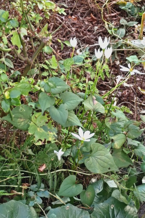0924　タマスダレ