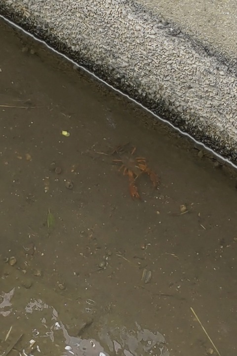 0725 ザリガニ
