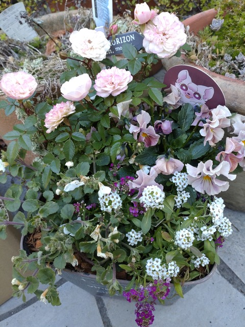 1226　寄せ植え