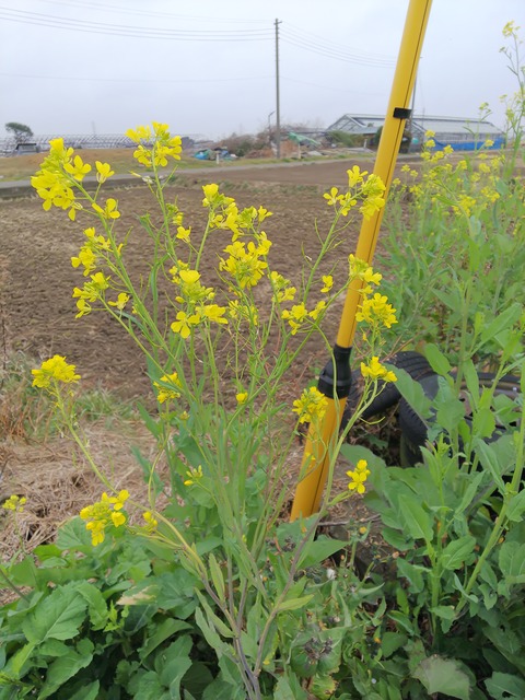 0226　菜の花