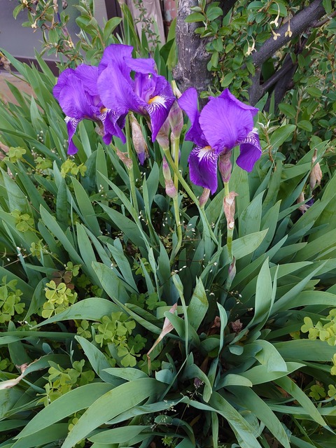 04024　ショウブ