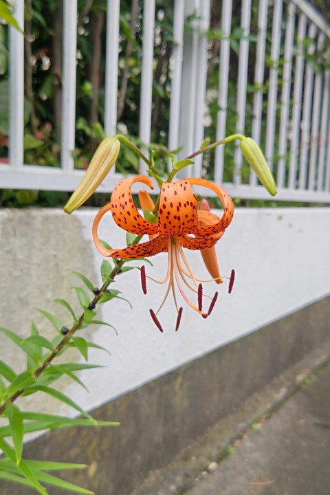 0708　オニユリ