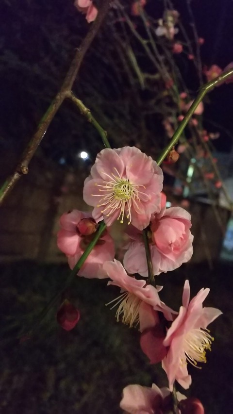 0227　梅