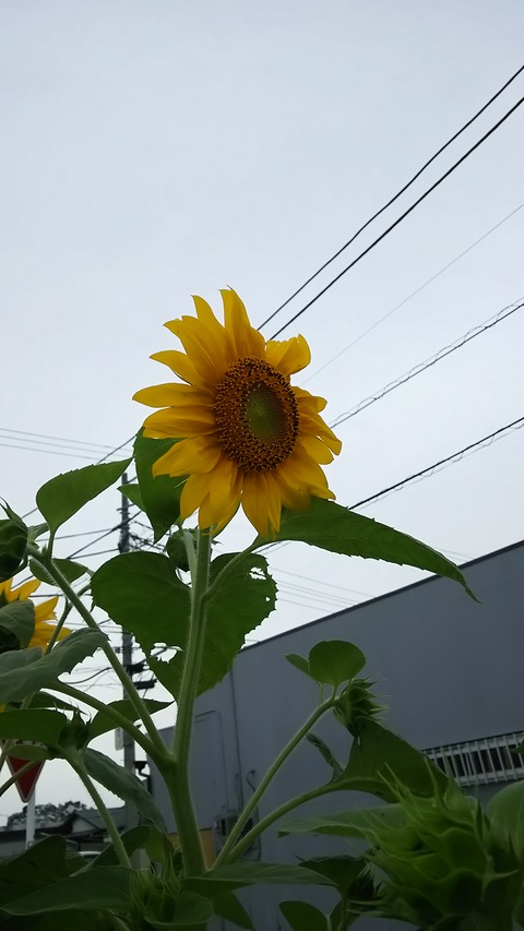 0630 ひまわり