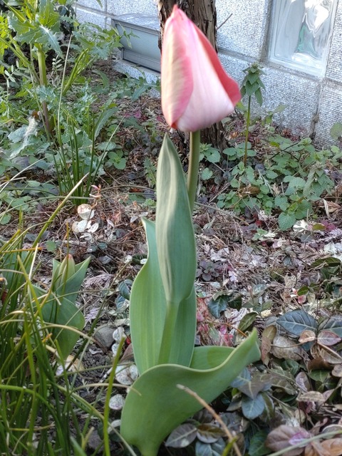 0326 チューリップ