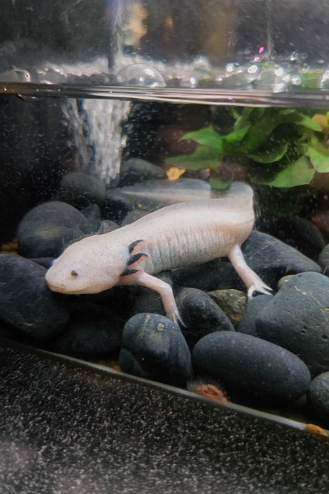 0501　ウーパールーパー