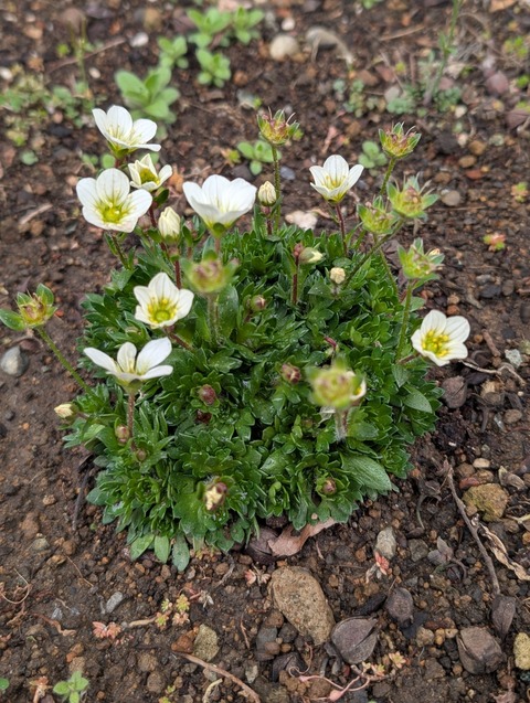 0310　クモマグサ