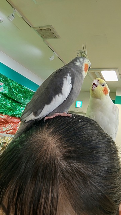 0707　オカメインコ