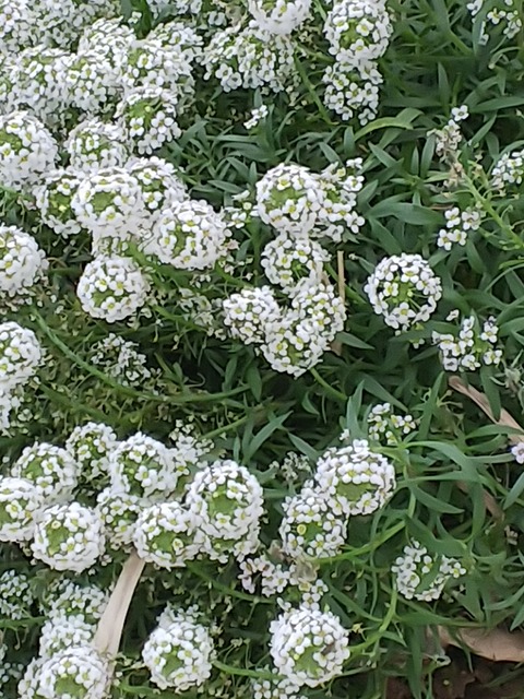 1126　アリッサム