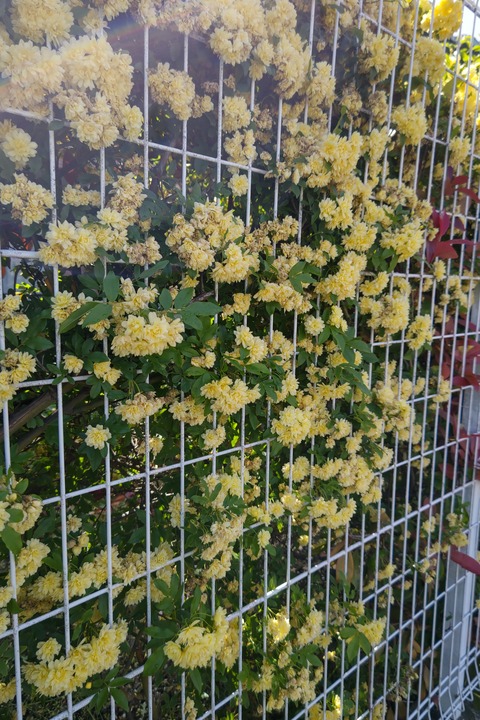 0425 モッコウバラ