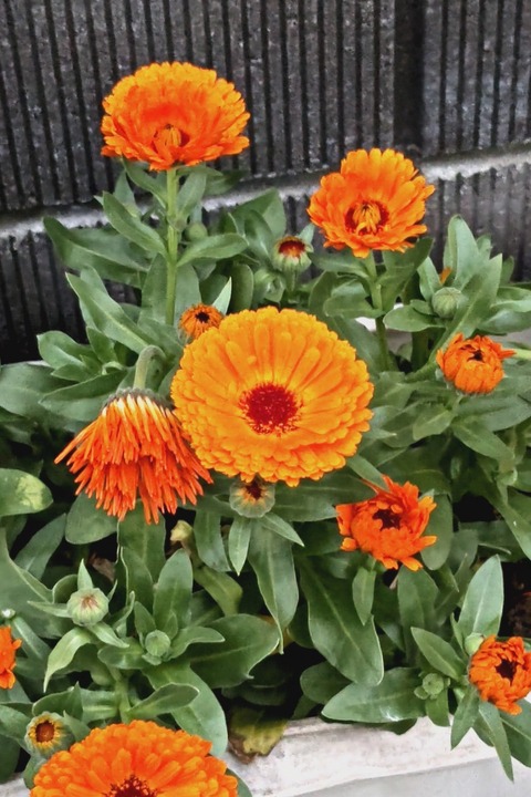 0425　キンセンカ