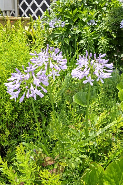 0624 アガパンサス