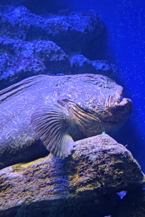 0122　オオカミウオ