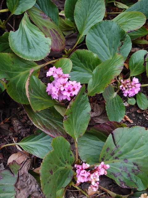 0227　ヒマラヤユキノシタ