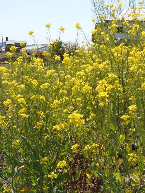 0330　菜の花