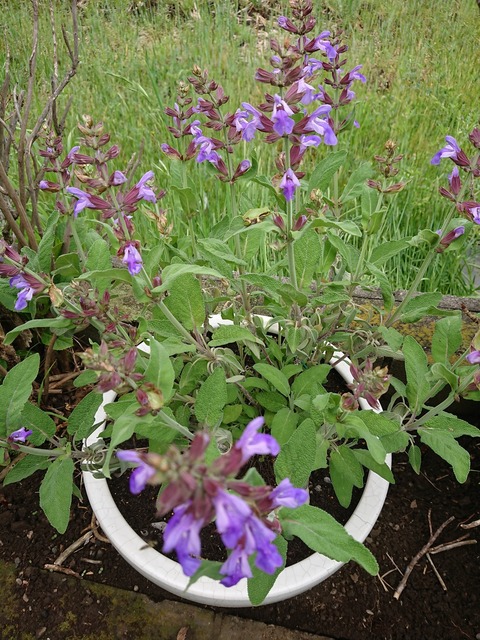 0425　コモンセージ