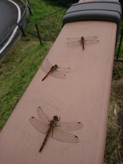 0829 赤とんぼ
