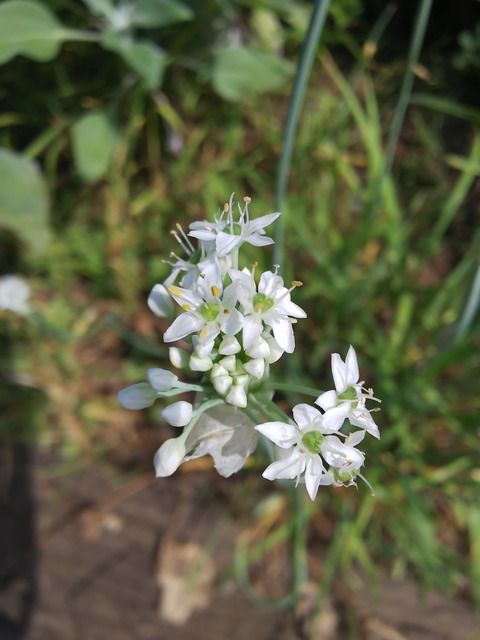 0729 ニラの花