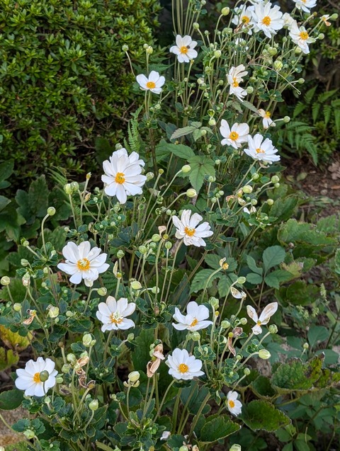 0926 シュウメイ菊