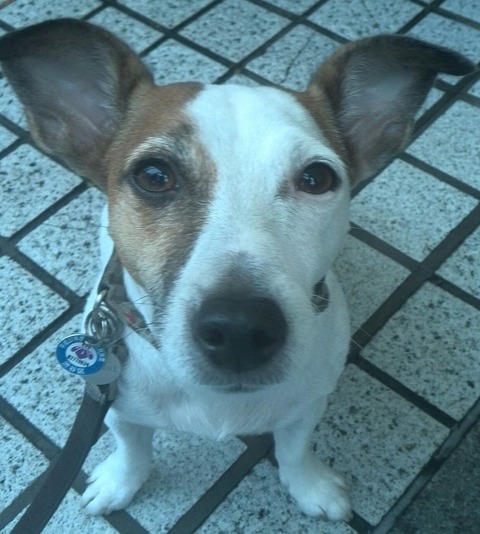 IMG_20150830_130911-1