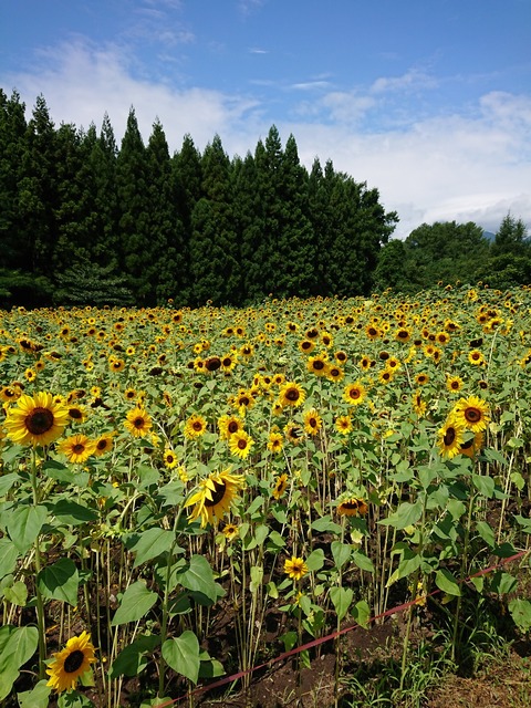 0827 ヒマワリ畑
