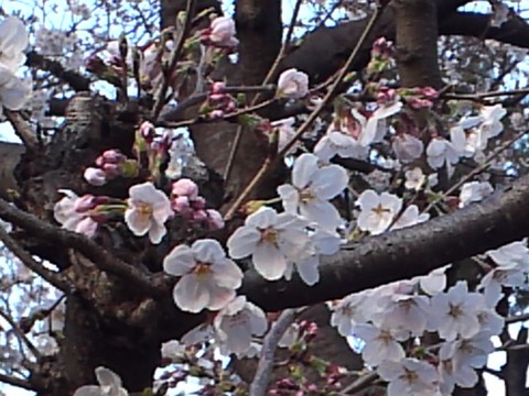 0331 サクラ