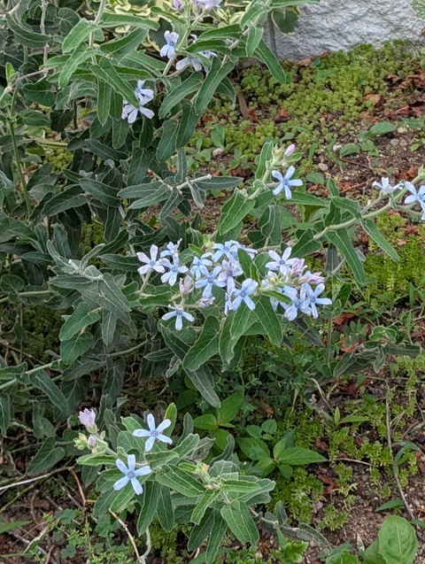 0825 ブルースター