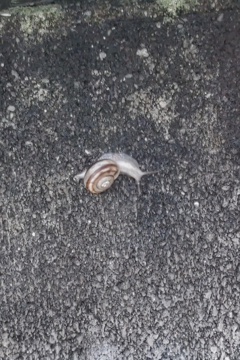 0626　カタツムリ