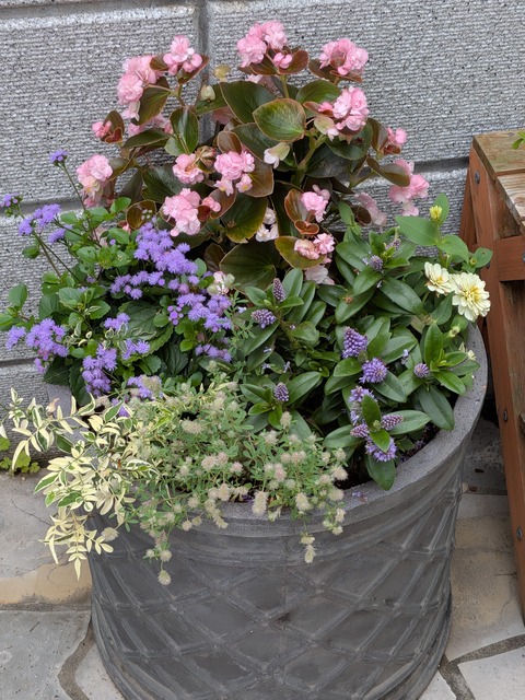0701　寄せ植え