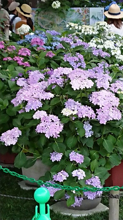 0628　アジサイ