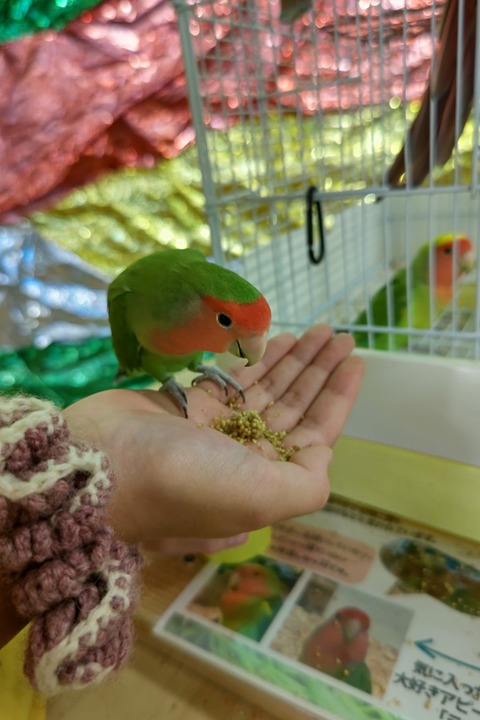 0717　コザクラインコ