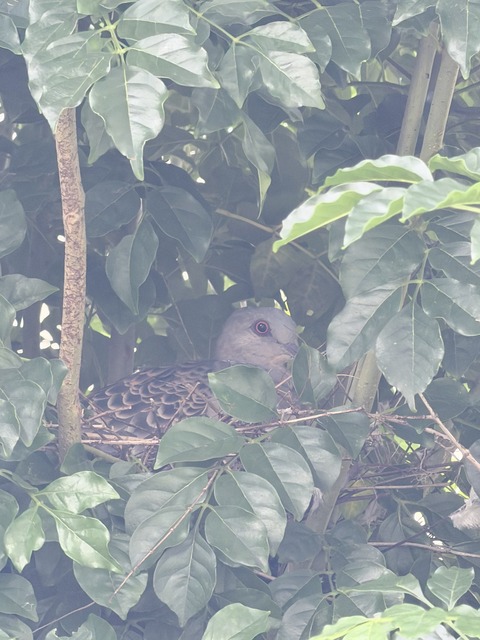 1007 鳩の巣