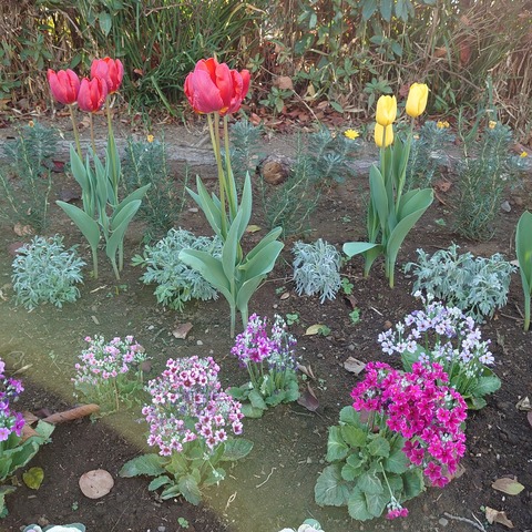 1228　チューリップ