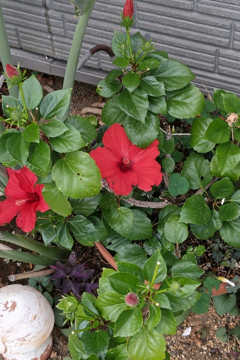 1110 ハイビスカス