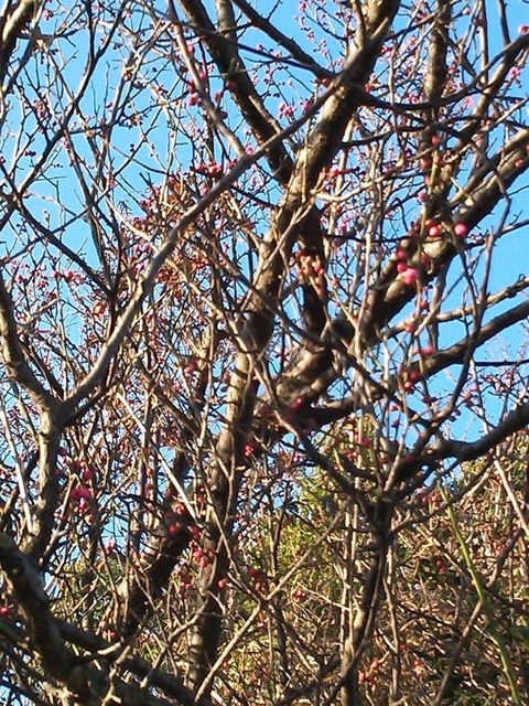 0131 梅のつぼみ