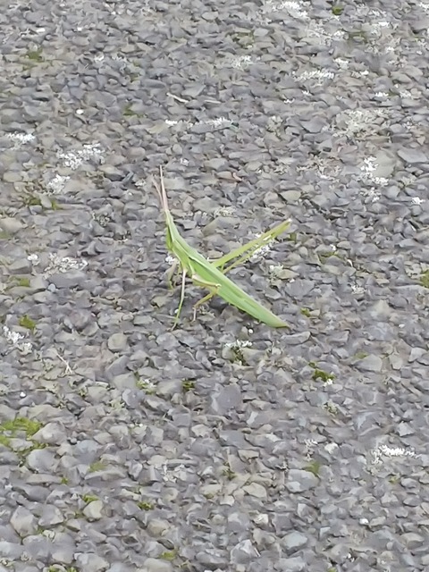 0827　ショウリュウバッタ