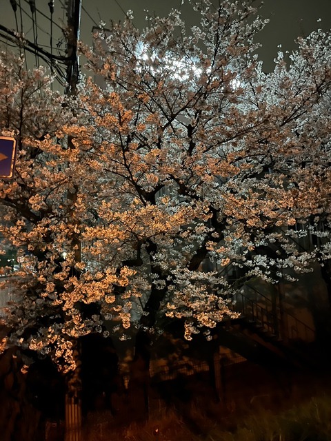 0330　夜桜