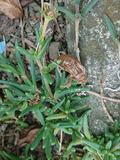 0730　セミの抜け殻