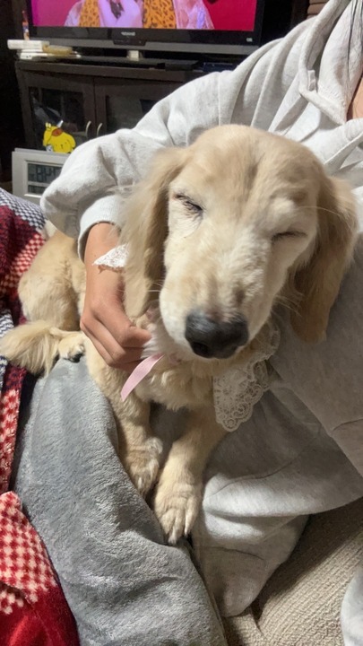 1225　ミニチュアダックス