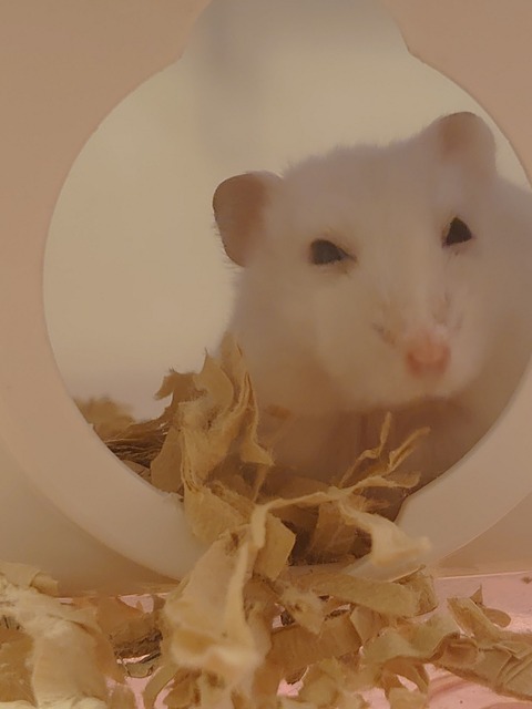 0925　ハムスター