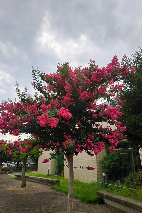 0730 サルスベリ