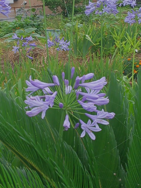 0630　アガパンサス