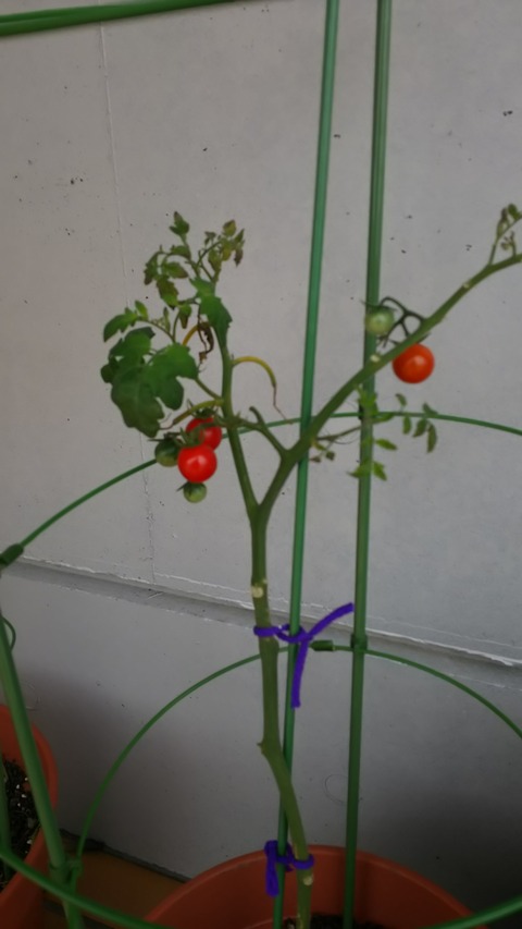 0628　ミニトマト