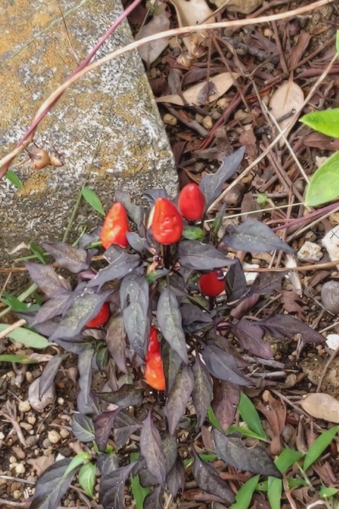 1205　トウガラシ