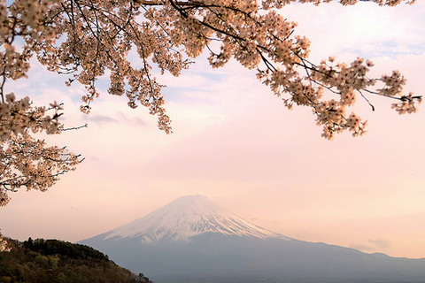 桜と富士