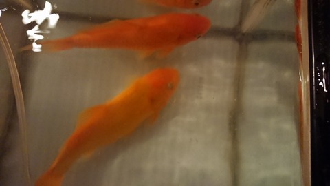 0626　金魚1