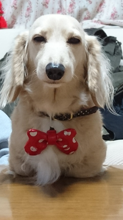 ミニチュアダックスフンド1128　