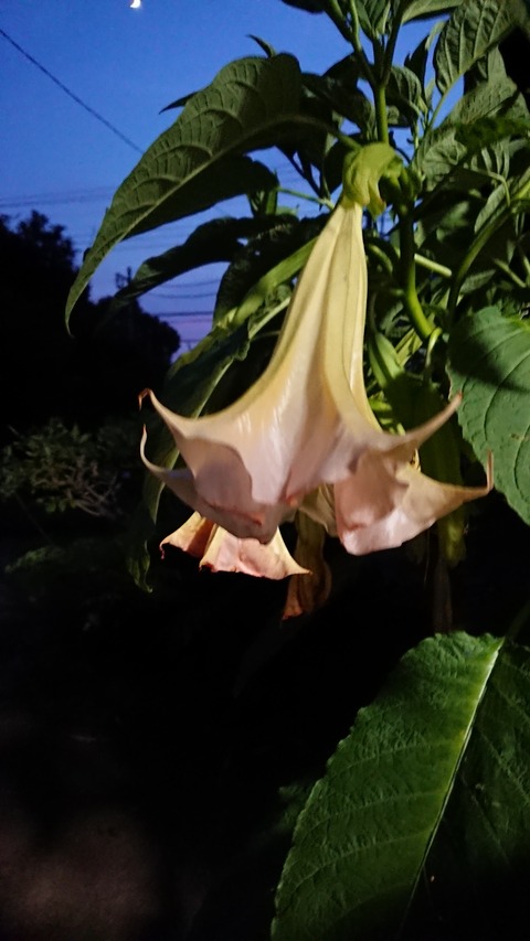 0726　トランペット