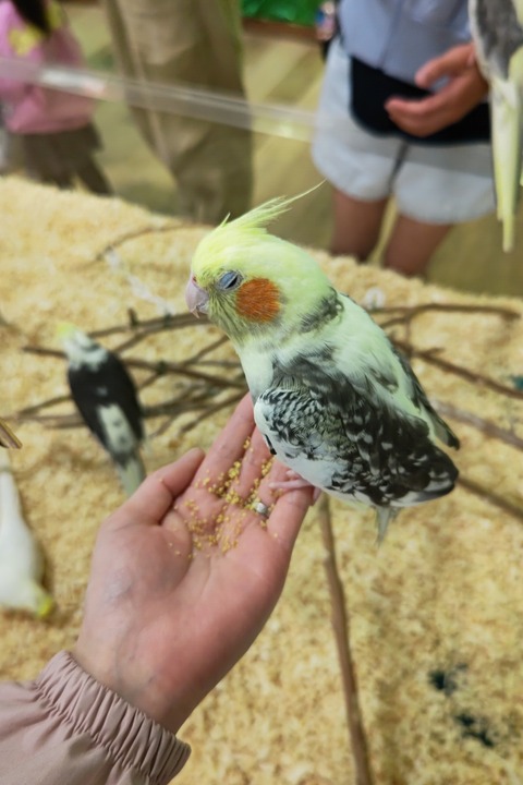 0515 オカメインコ