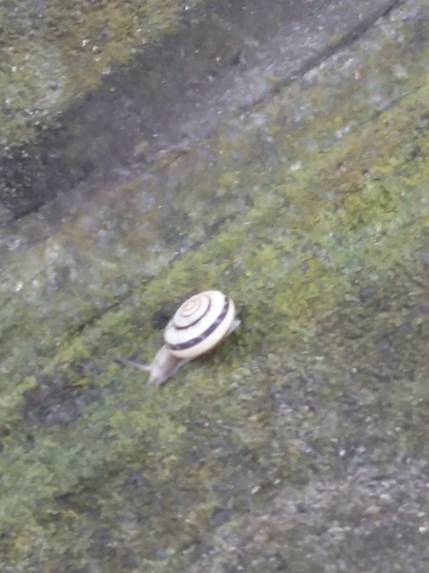 0729　カタツムリ